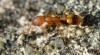 Temnothorax sp.